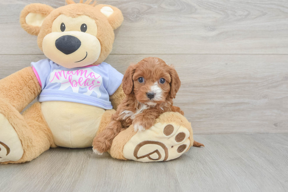 Cavapoo Puppy for Adoption