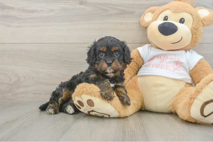 Small Cavapoo Baby