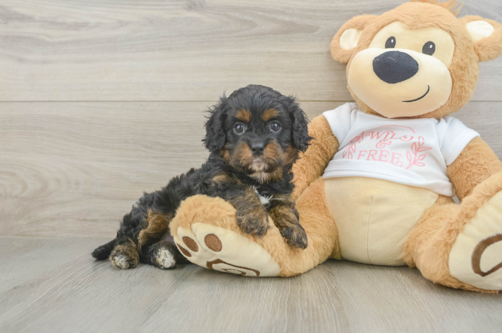 5 week old Cavapoo Puppy For Sale - Premier Pups