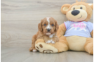 Playful Cavapoodle Poodle Mix Puppy
