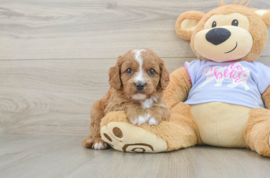 Playful Cavapoodle Poodle Mix Puppy
