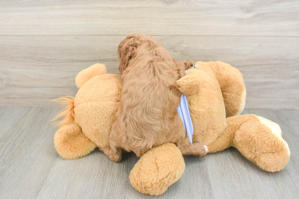 Happy Cavapoo Baby