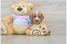 Friendly Cavapoo Baby