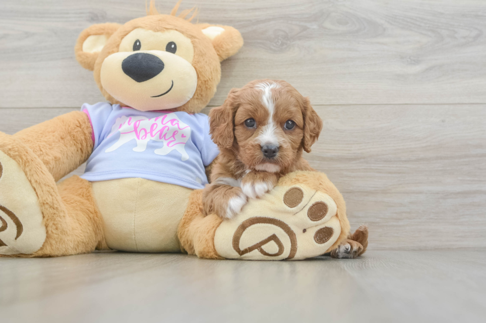 Friendly Cavapoo Baby