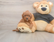 7 week old Cavapoo Puppy For Sale - Premier Pups