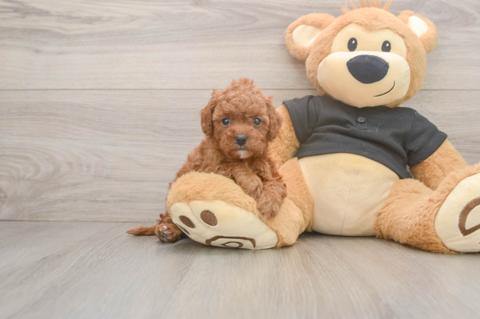 5 week old Cavapoo Puppy For Sale - Premier Pups