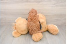 Cavapoo Pup Being Cute