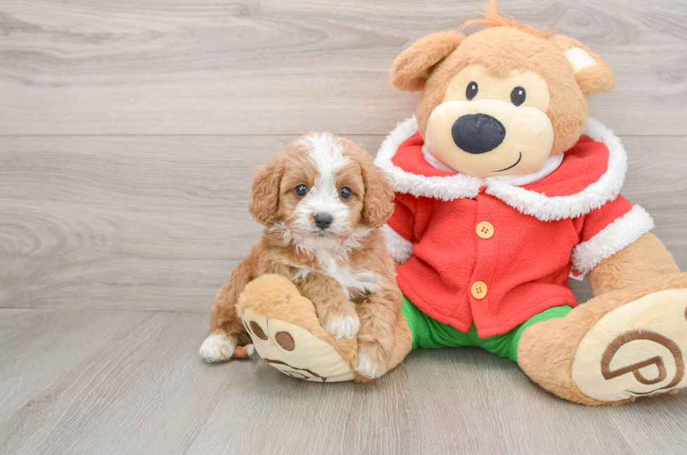5 week old Cavapoo Puppy For Sale - Premier Pups
