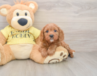 8 week old Cavapoo Puppy For Sale - Premier Pups
