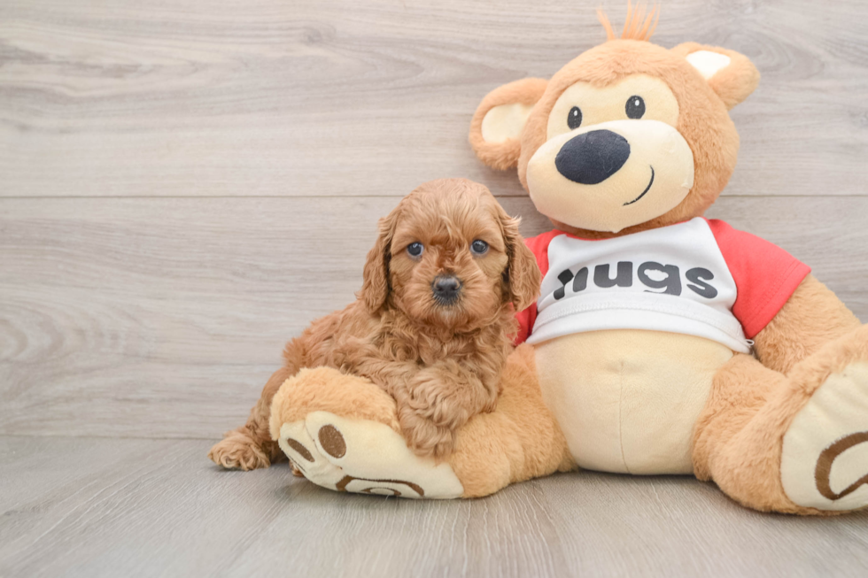 Happy Cavapoo Baby