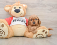 8 week old Cavapoo Puppy For Sale - Premier Pups