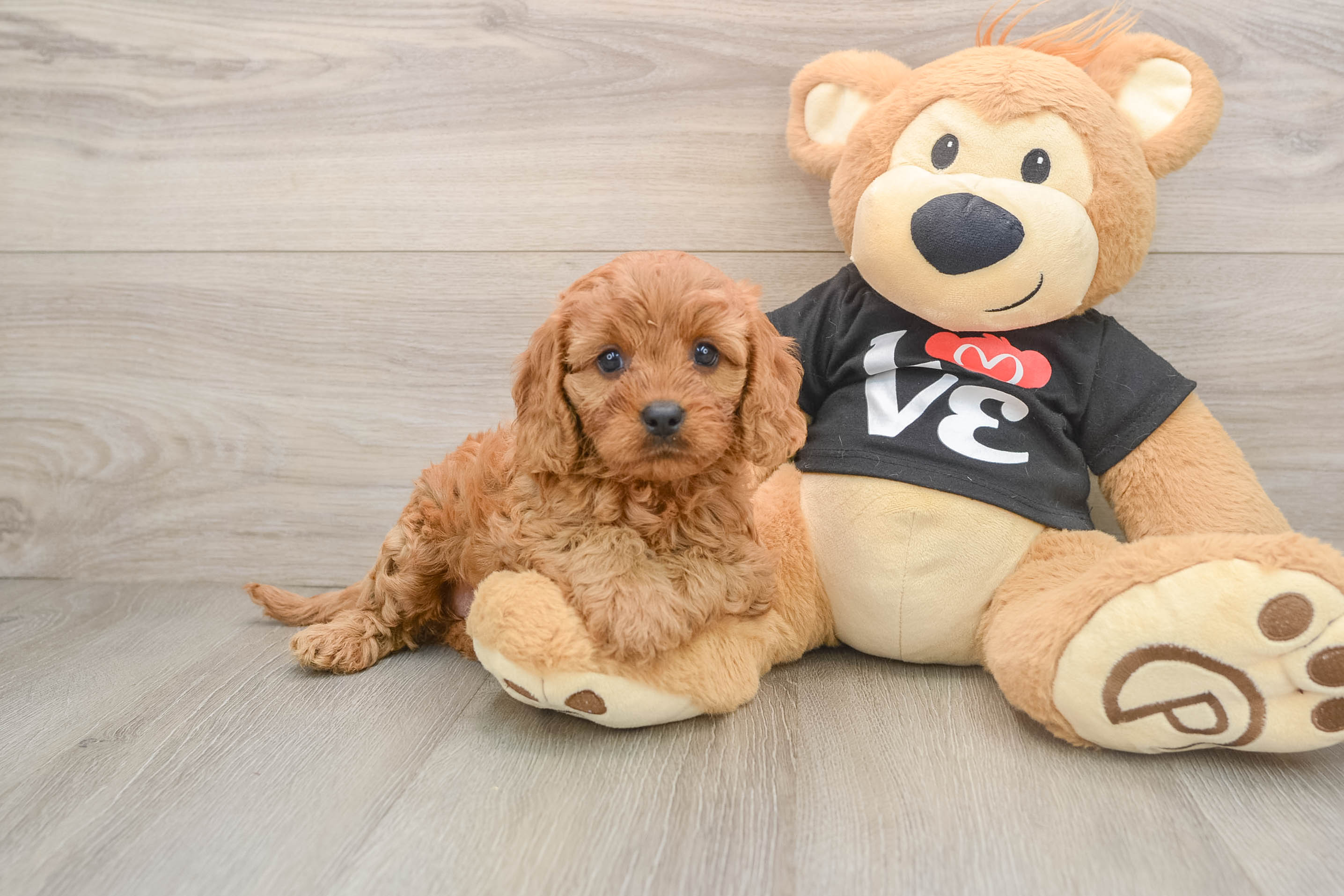 Small Cavapoo Baby