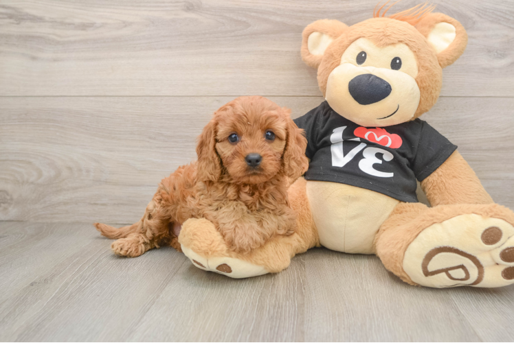 Small Cavapoo Baby
