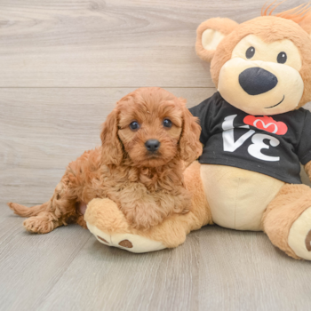 Small Cavapoo Baby