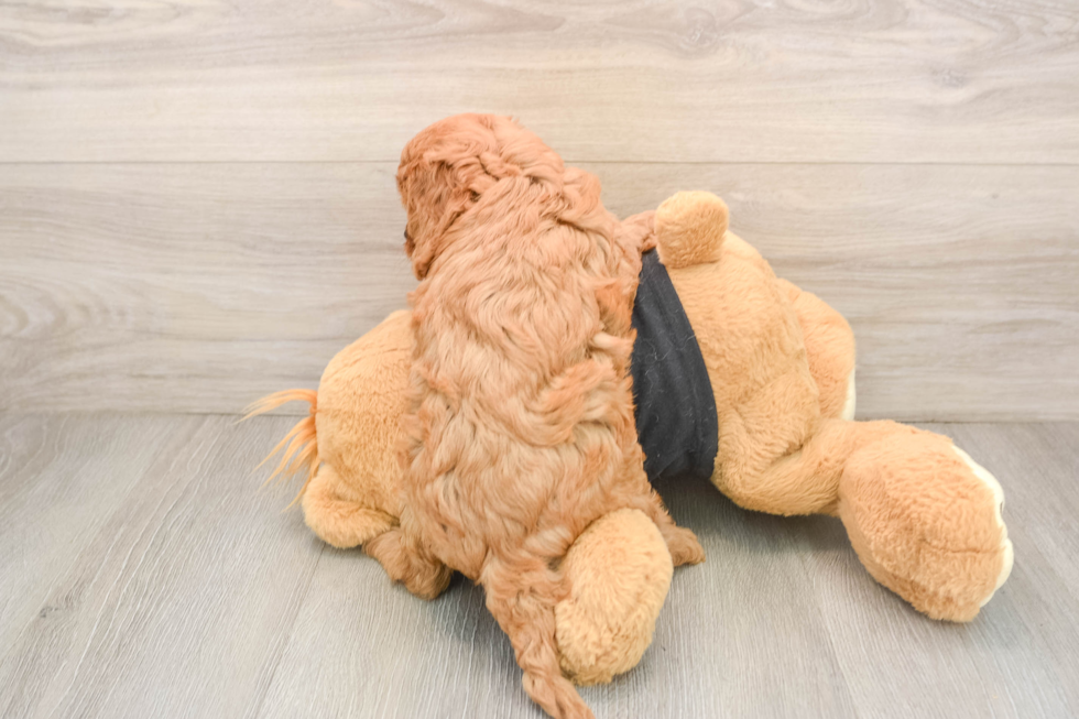 Adorable Cavalier King Charles Spaniel and Poodle Mix Poodle Mix Puppy