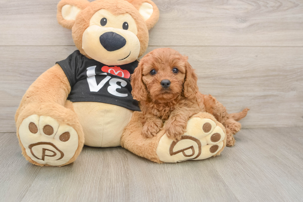 Sweet Cavapoo Baby