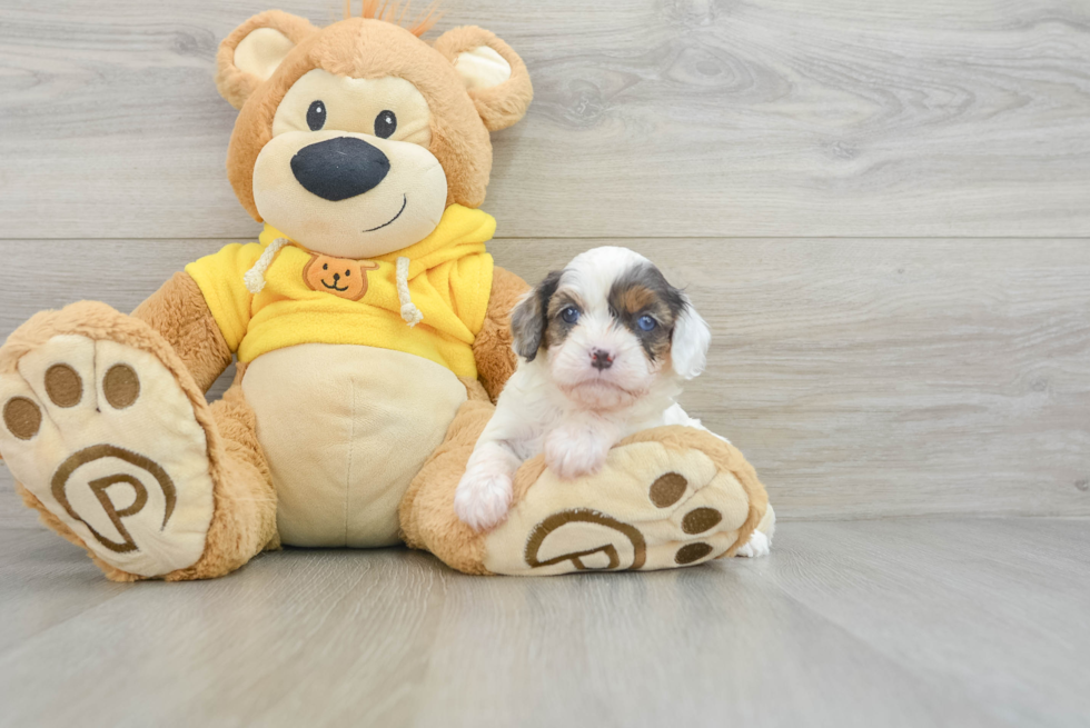 Sweet Cavapoo Baby