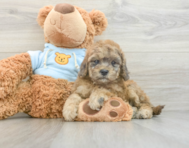 8 week old Cavapoo Puppy For Sale - Premier Pups