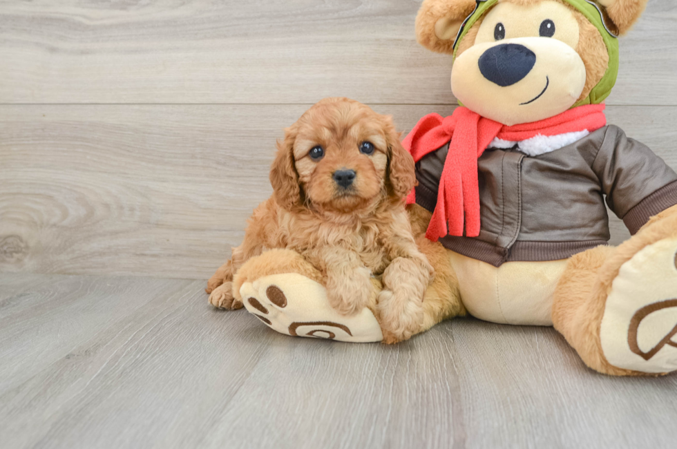 6 week old Cavapoo Puppy For Sale - Premier Pups