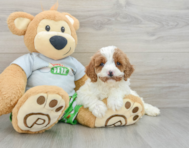 8 week old Cavapoo Puppy For Sale - Premier Pups