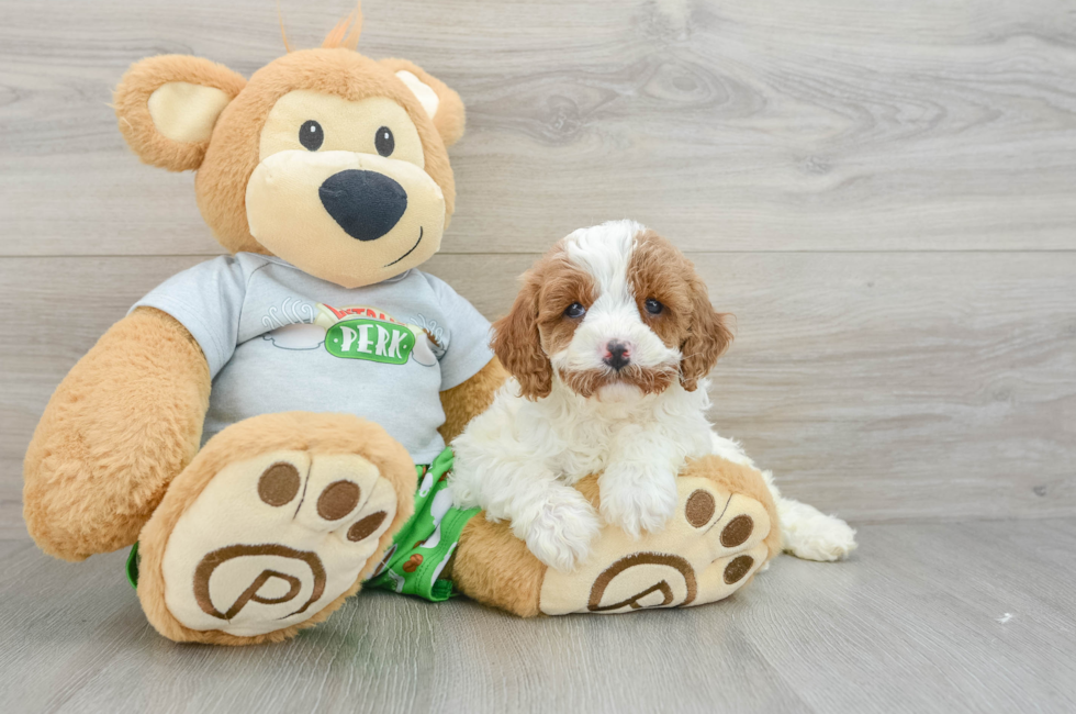 5 week old Cavapoo Puppy For Sale - Premier Pups