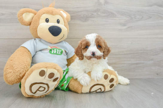 Best Cavapoo Baby