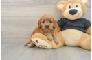 Cavapoo Pup Being Cute