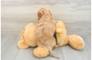 Cavapoo Pup Being Cute