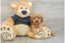 Little Cavipoo Poodle Mix Puppy