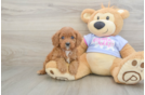 Happy Cavapoo Baby