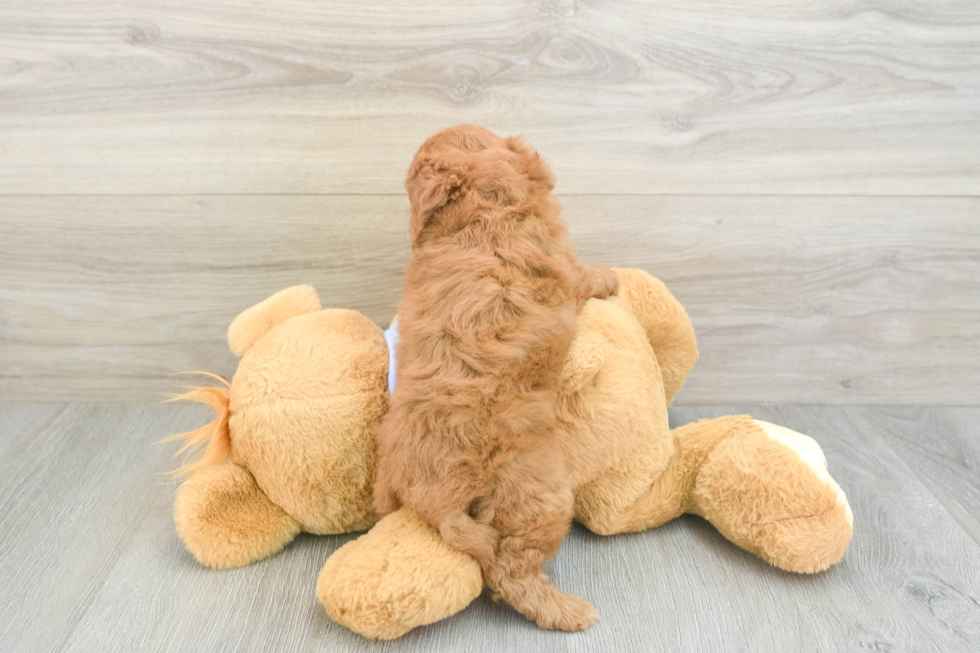 Sweet Cavapoo Baby