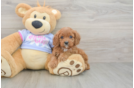 Funny Cavapoo Poodle Mix Pup