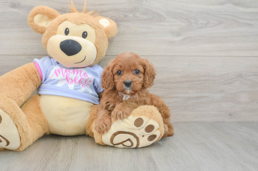 5 week old Cavapoo Puppy For Sale - Premier Pups