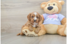 Hypoallergenic Cavadoodle Poodle Mix Puppy