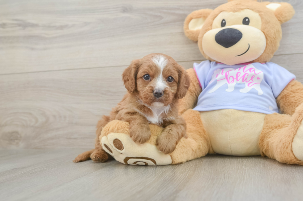 Hypoallergenic Cavadoodle Poodle Mix Puppy
