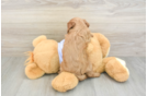 Cavapoo Pup Being Cute