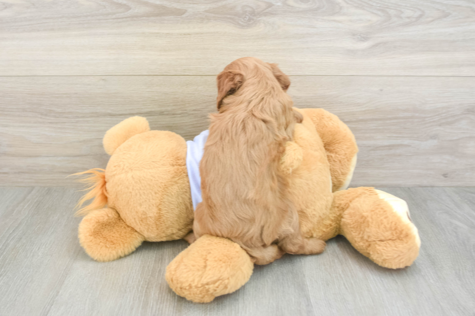 Cavapoo Pup Being Cute