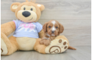Fluffy Cavapoo Poodle Mix Pup