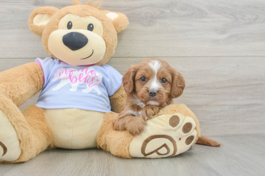 Fluffy Cavapoo Poodle Mix Pup