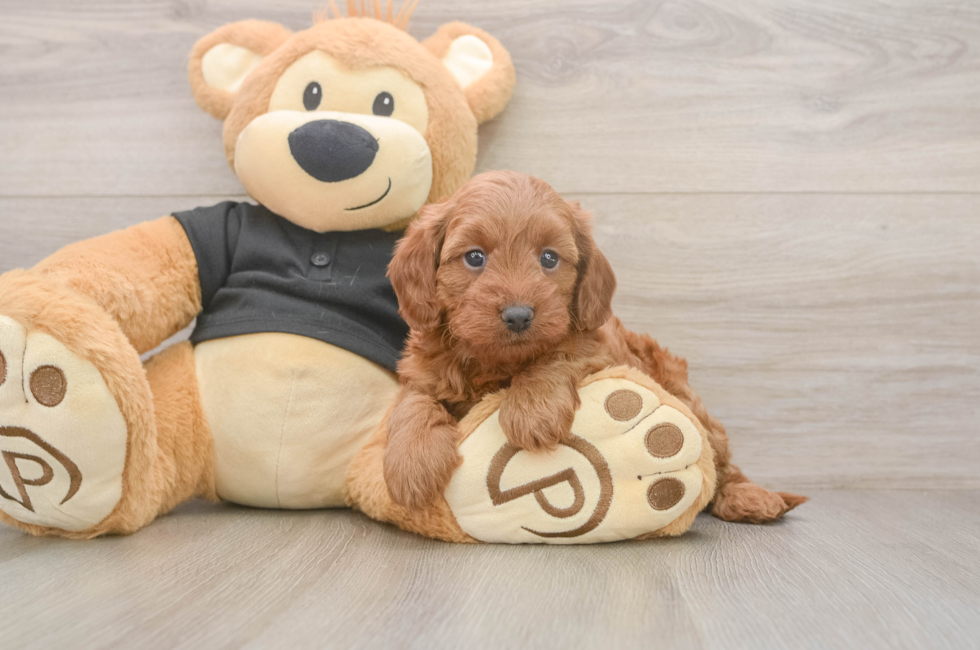 5 week old Cavapoo Puppy For Sale - Premier Pups