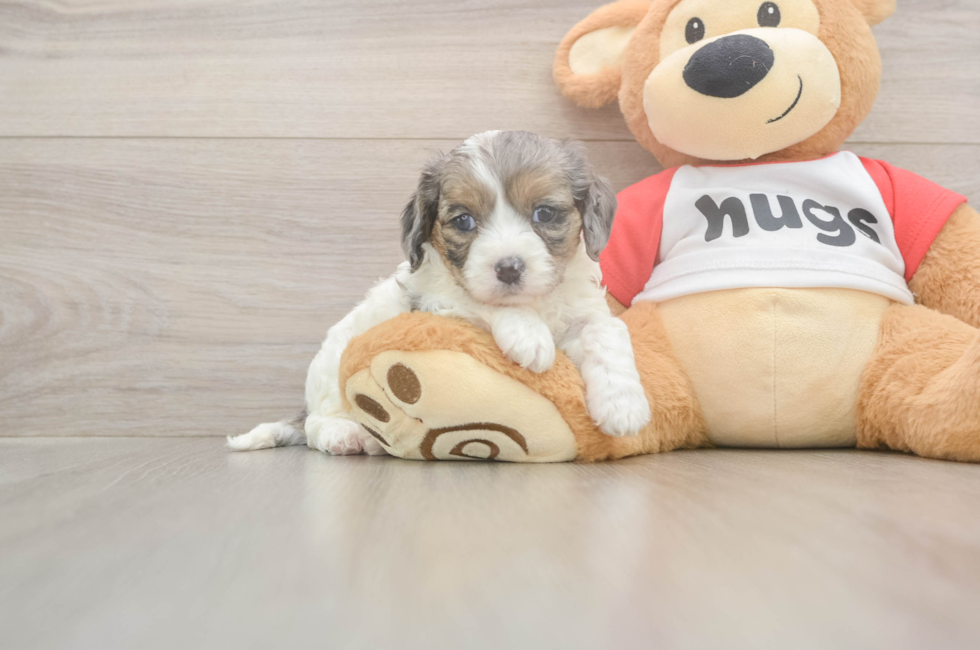 5 week old Cavapoo Puppy For Sale - Premier Pups