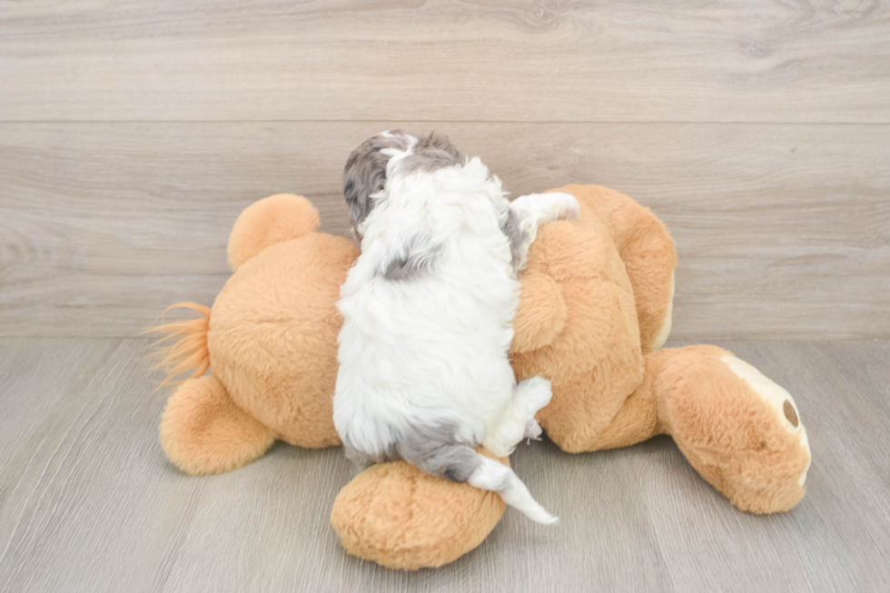 Petite Cavapoo Poodle Mix Pup