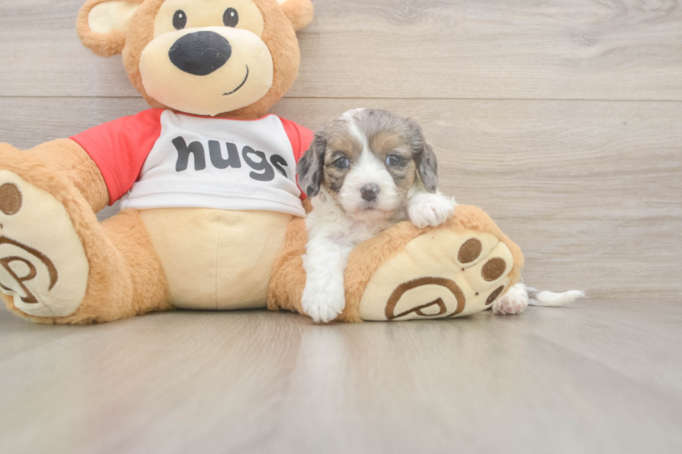 Cavapoo Puppy for Adoption