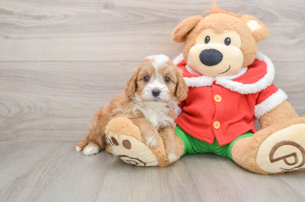 5 week old Cavapoo Puppy For Sale - Premier Pups