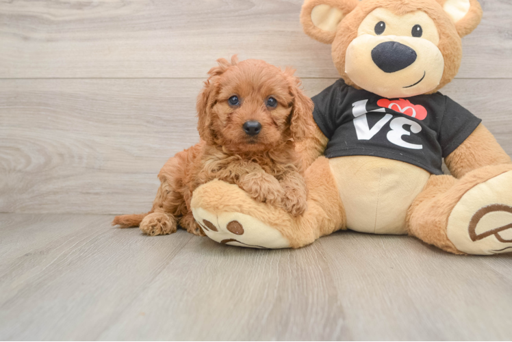 Sweet Cavapoo Baby