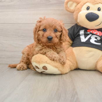 Sweet Cavapoo Baby