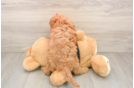 Cavapoo Puppy for Adoption