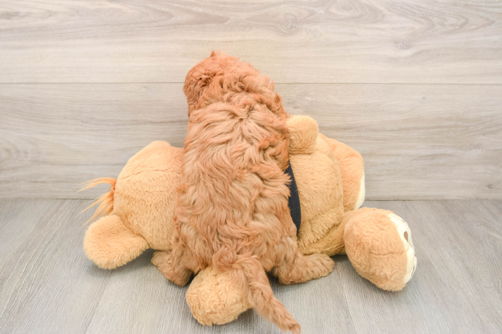 Cavapoo Puppy for Adoption