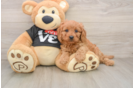 Cavapoo Pup Being Cute