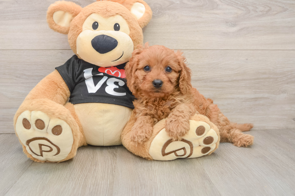 Cavapoo Pup Being Cute